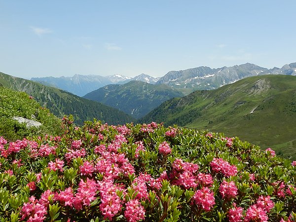 Almrosenwandern & Gipfelglück