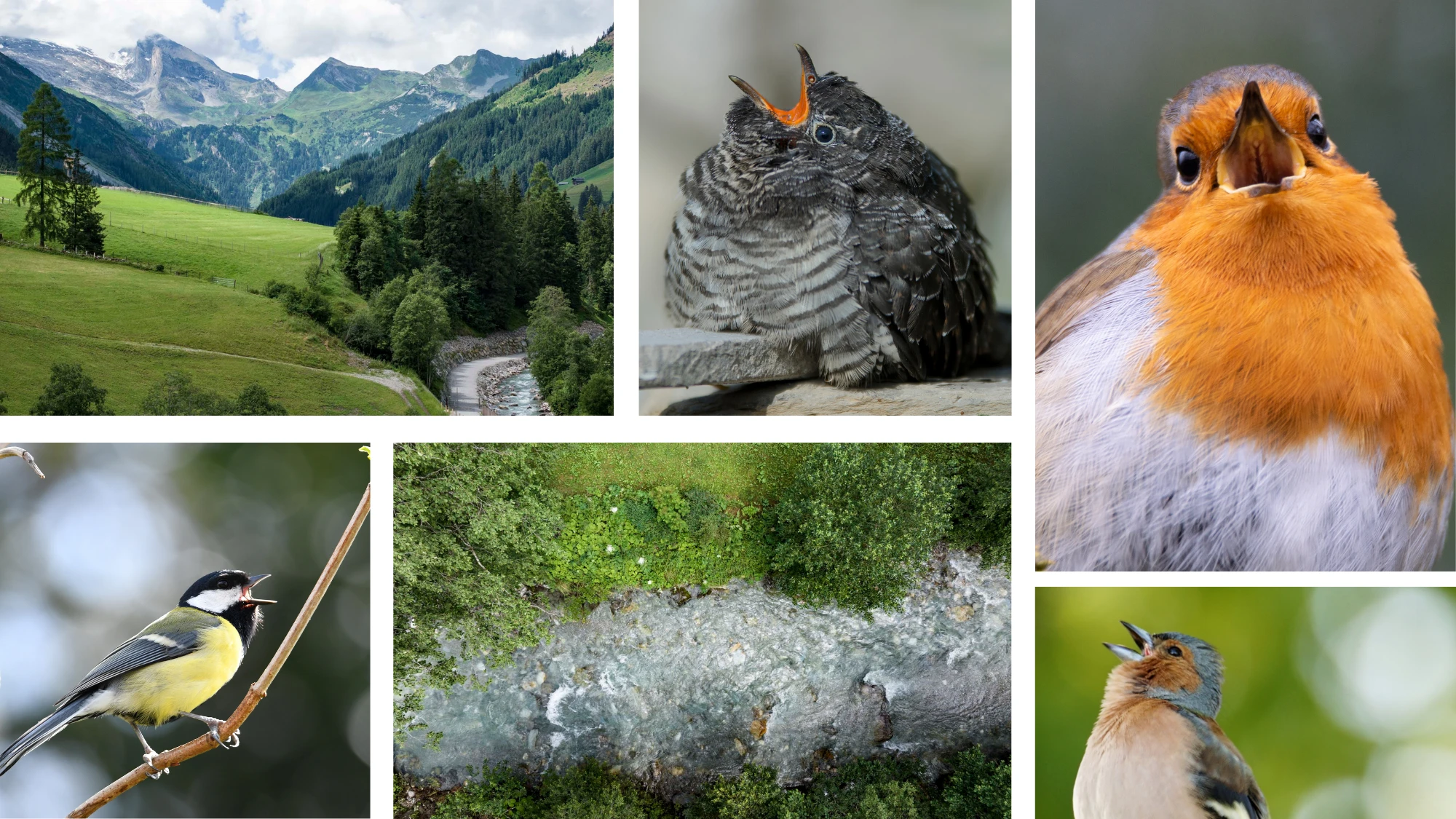 Fotocollage mit einer Berglandschaft in Tux/Zillertal, einem Bach und vier singenden Vögeln, darunter Rotkehlchen und Kohlmeise.