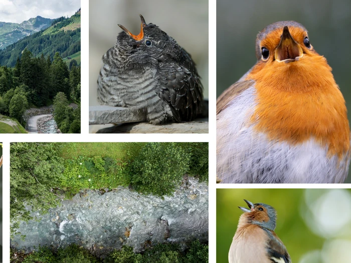 Tux ist ein Paradies für Birdwatcher Fotocollage mit einer Berglandschaft in Tux/Zillertal, einem Bach und vier singenden Vögeln, darunter Rotkehlchen und Kohlmeise.