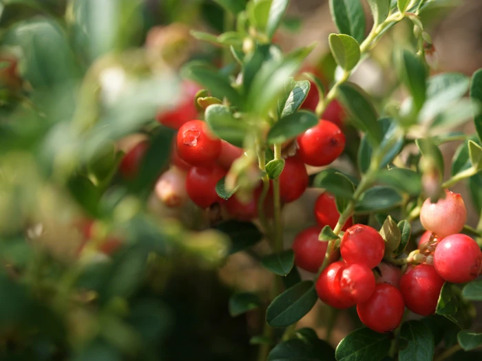 Preiselbeerstrauch in Tux Zillertal Reife rote Preiselbeeren am grünen Zweig.