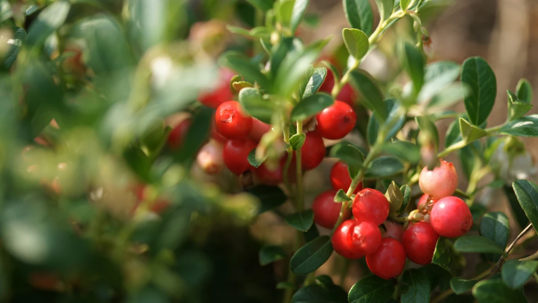 Reife rote Preiselbeeren am grünen Zweig.