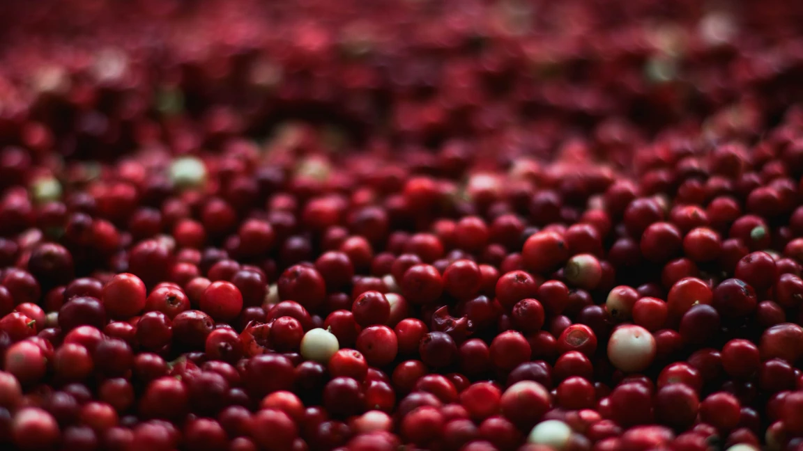 Granten Nahaufnahme vieler kleiner roter Beeren, dicht nebeneinander liegend, einzelne davon noch heller