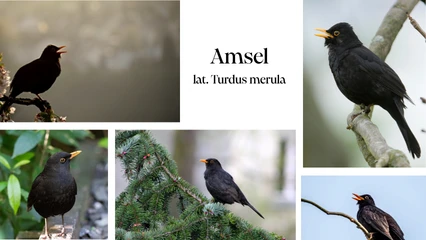 Amseln beim Singen in der Natur im Zillertal