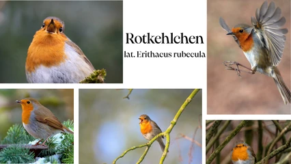 Rotkehlchen in der alpinen Natur des Tuxertals