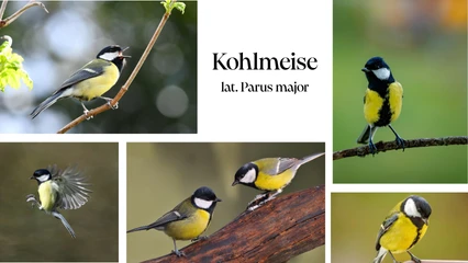 Kohlmeisen auf Ästen in der Natur rund um das Tuxertal